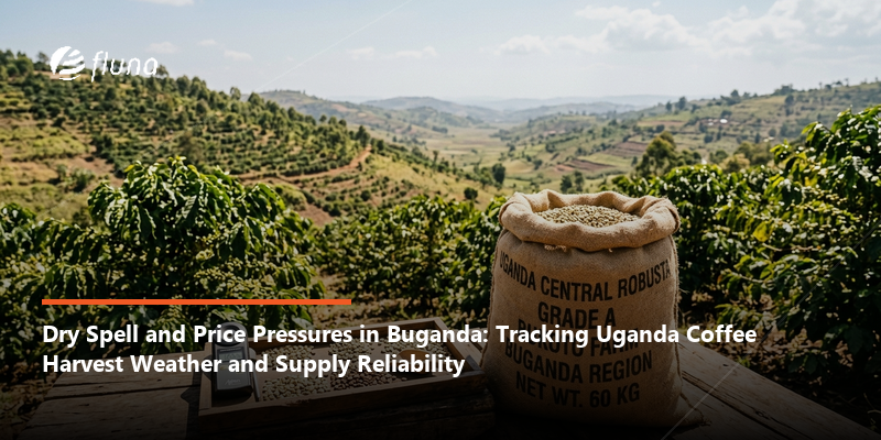 Dry spell and low prices squeeze coffee farmers in Buganda: supply and quality implications