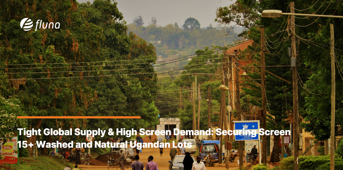Tight Global Supply & High Screen Demand: Securing Screen 15+ Washed and Natural Ugandan Lots