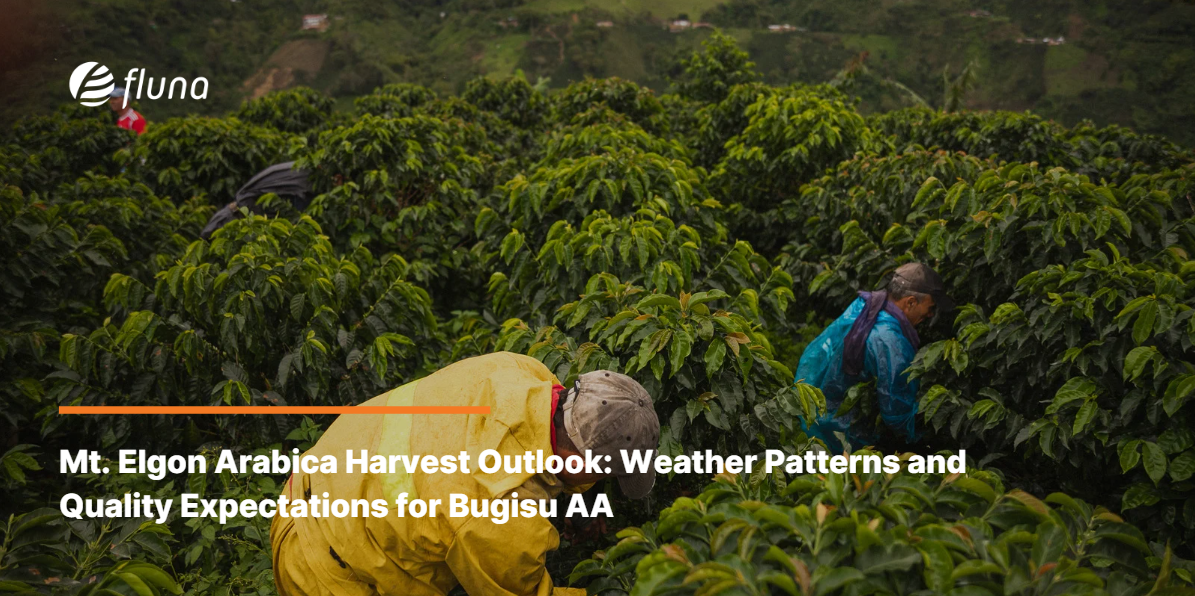 Mt. Elgon Arabica Harvest Outlook: Weather Patterns and Quality Expectations for Bugisu AA