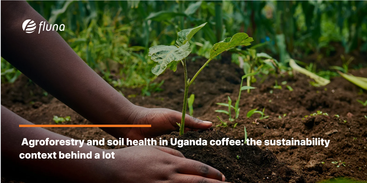 Agroforestry and soil health in Uganda coffee: the sustainability context behind a lot