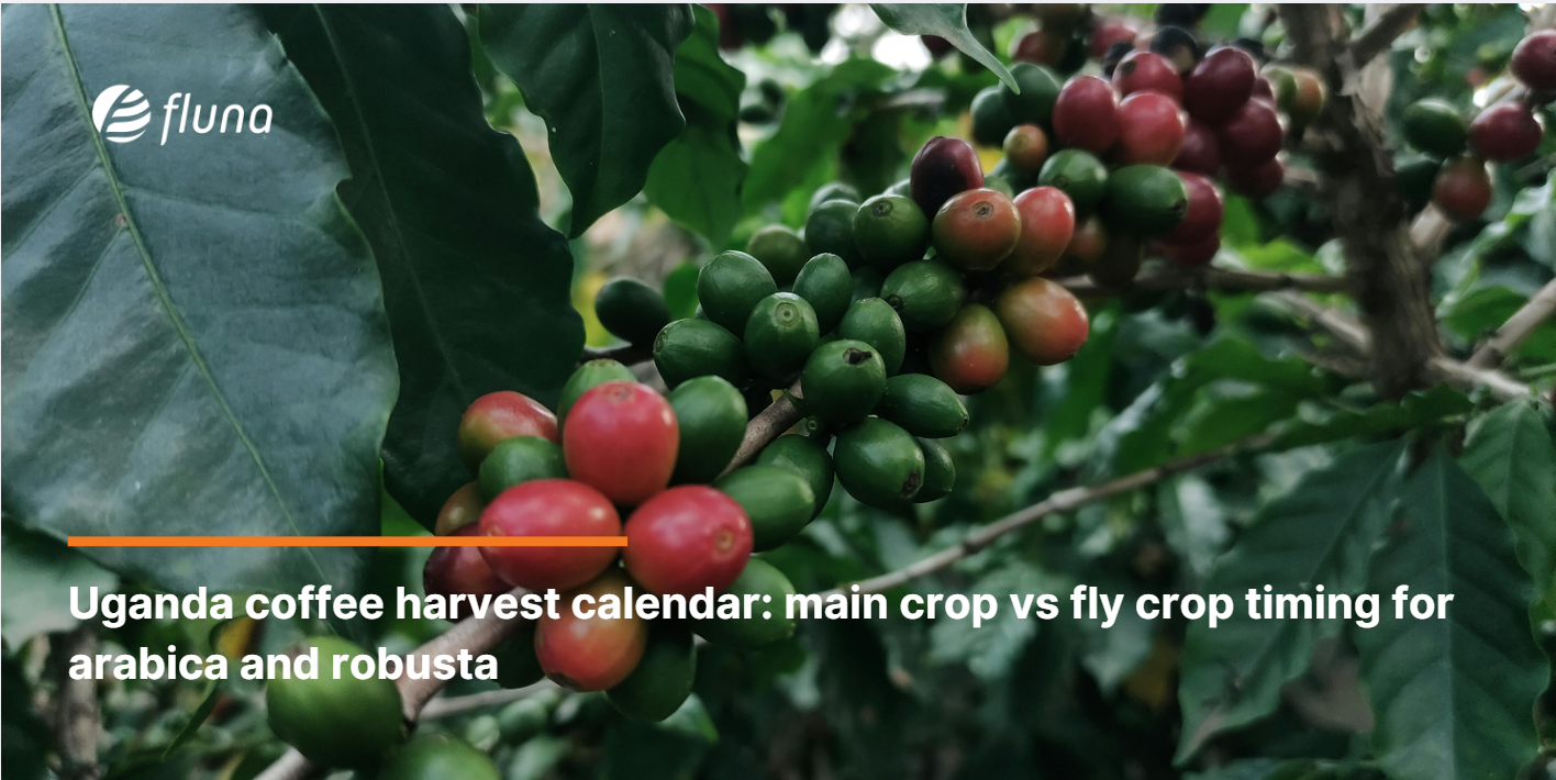 Uganda coffee harvest calendar: main crop vs fly crop timing for arabica and robusta