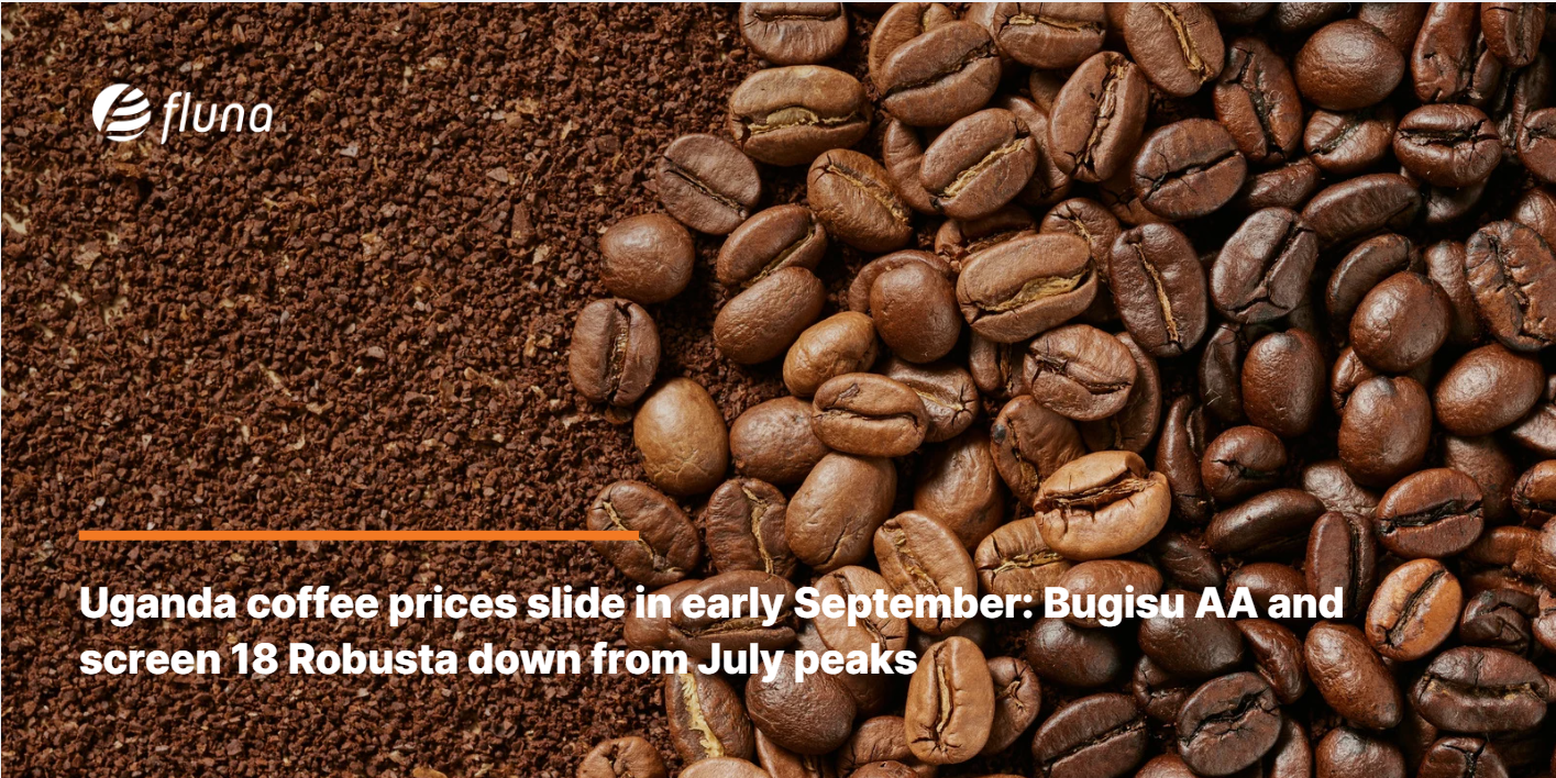 Uganda coffee prices slide in early September: Bugisu AA and screen 18 Robusta down from July peaks