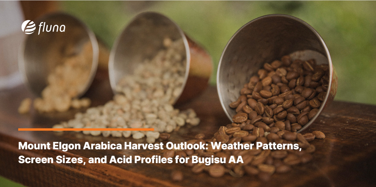 Mount Elgon Arabica Harvest Outlook: Weather Patterns, Screen Sizes, and Acid Profiles for Bugisu AA