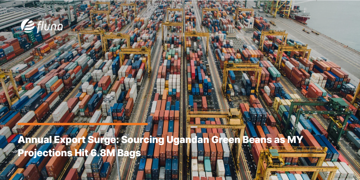 Annual Export Surge: Sourcing Ugandan Green Beans as MY Projections Hit 6.8M Bags