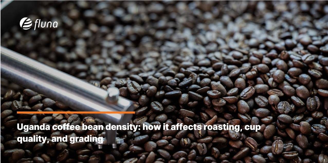 Uganda coffee bean density: how it affects roasting, cup quality, and grading