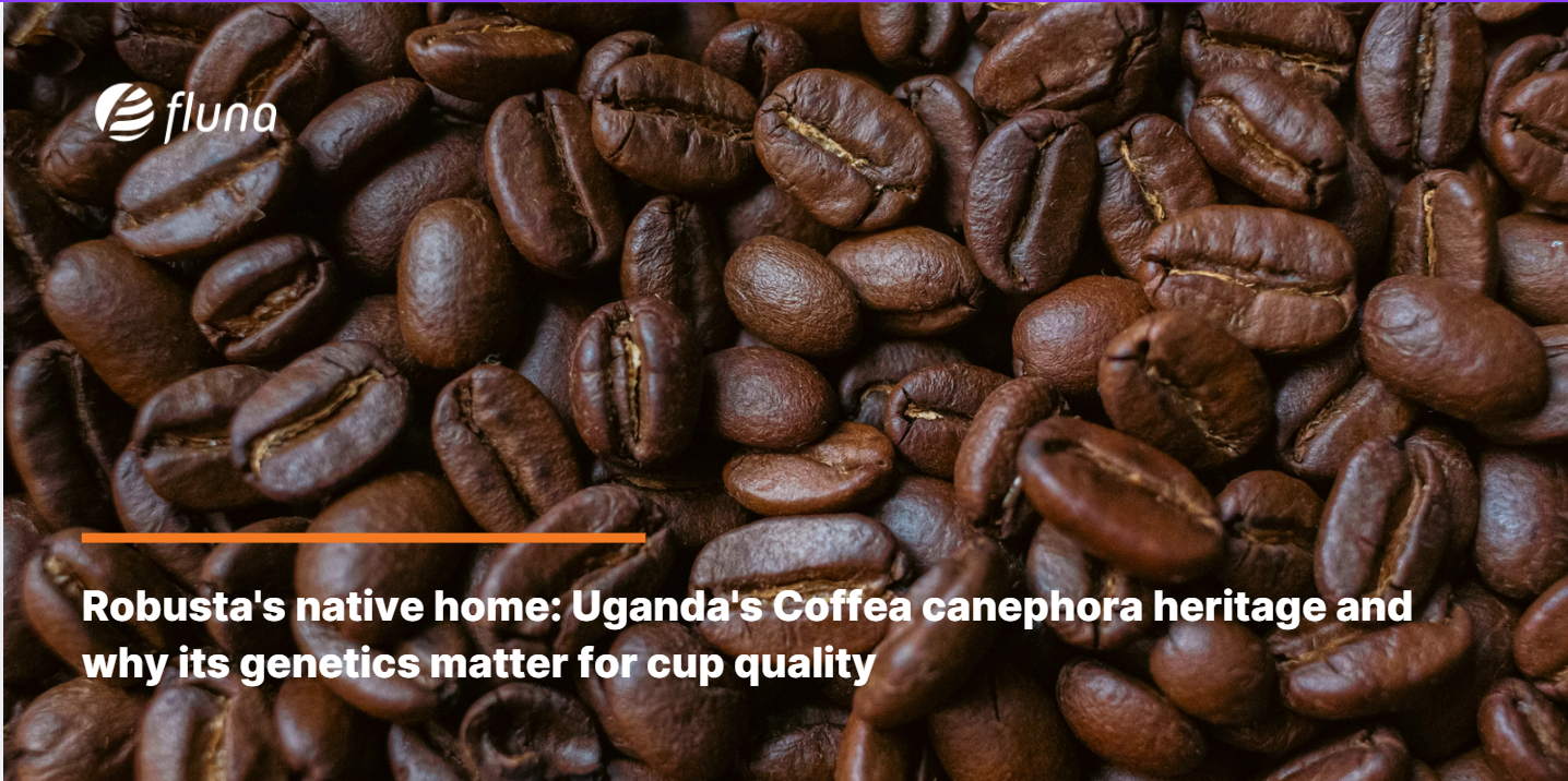 Robusta's native home: Uganda's Coffea canephora heritage and why its genetics matter for cup quality