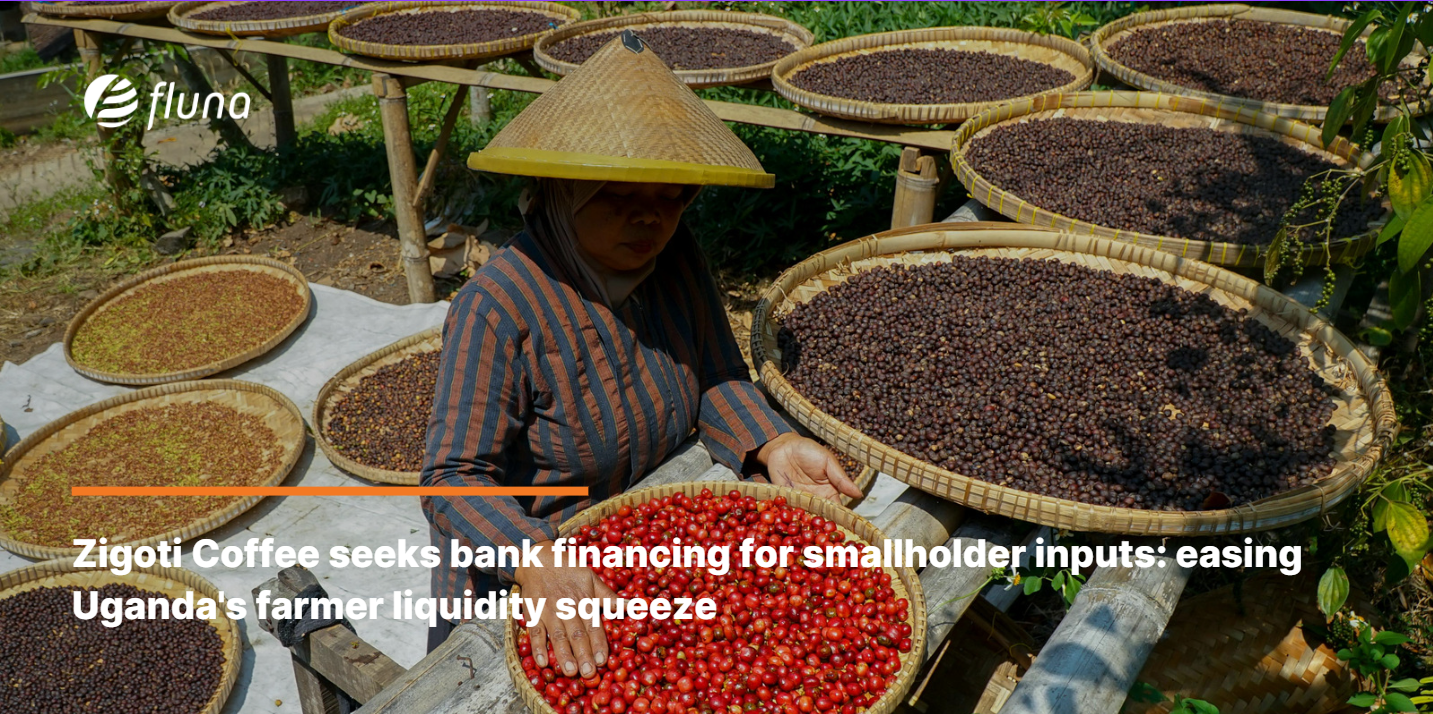 Zigoti Coffee seeks bank financing for smallholder inputs: easing Uganda's farmer liquidity squeeze