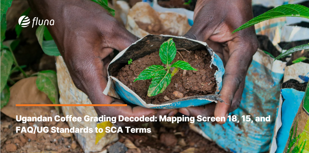 Ugandan Coffee Grading Decoded: Mapping Screen 18, 15, and FAQ/UG Standards to SCA Terms