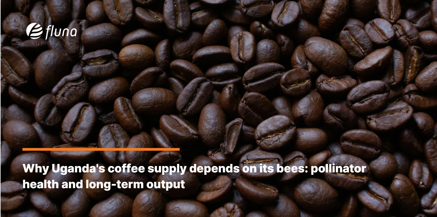Why Uganda's coffee supply depends on its bees: pollinator health and long-term output