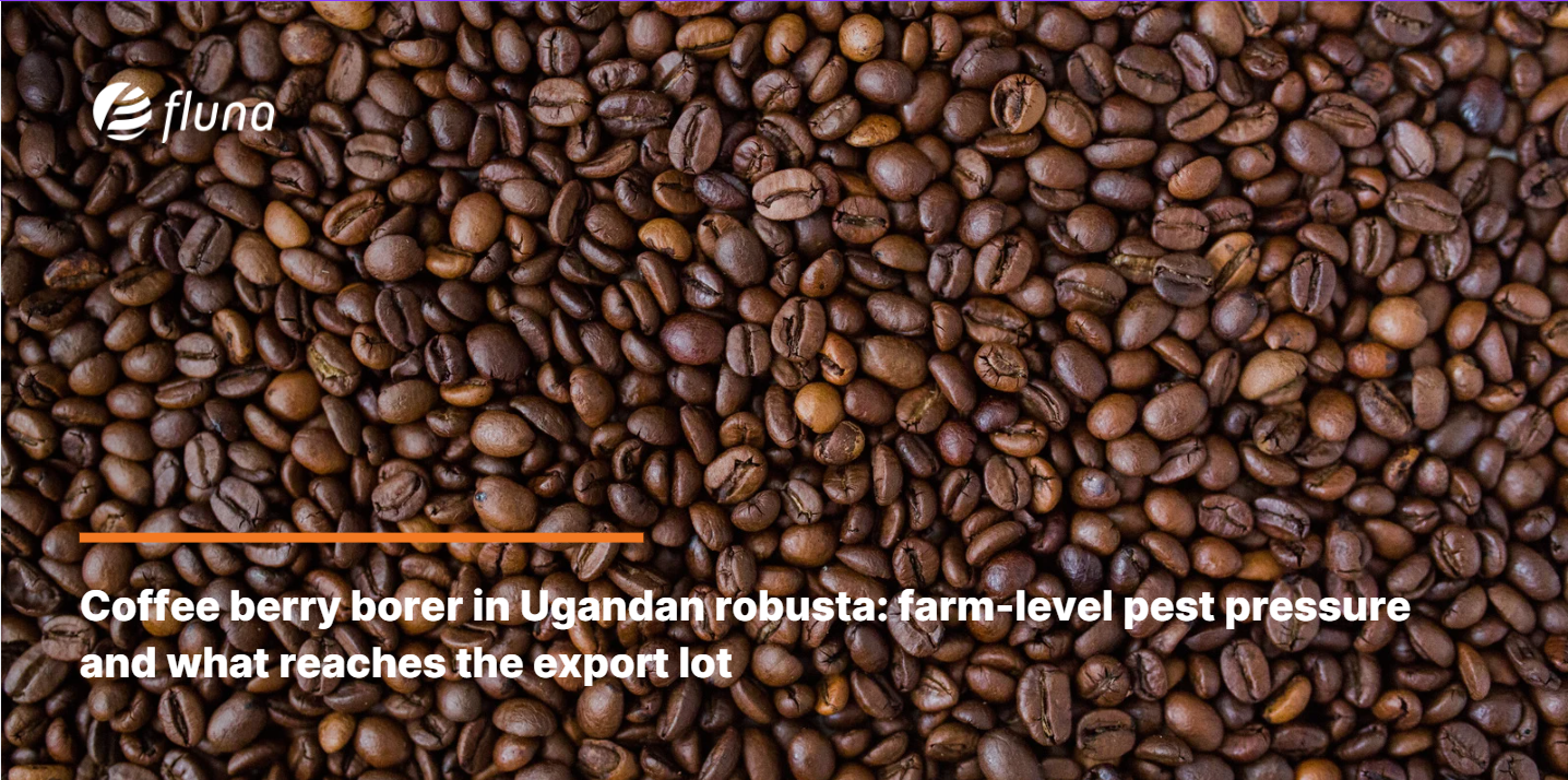 Coffee berry borer in Ugandan robusta: farm-level pest pressure and what reaches the export lot