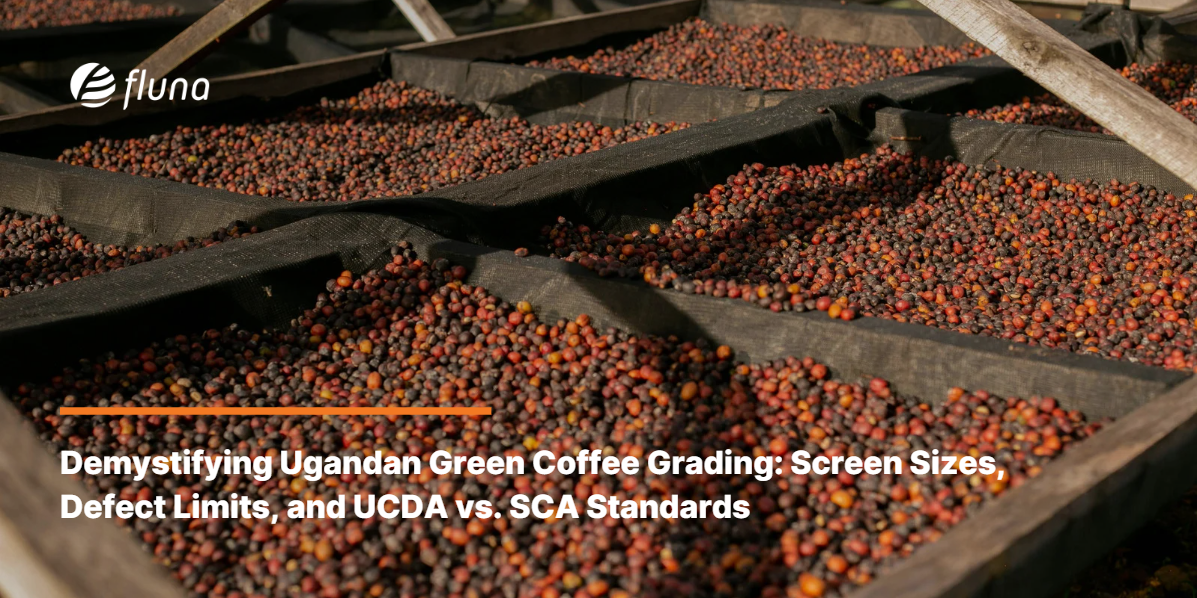 Demystifying Ugandan Green Coffee Grading: Screen Sizes, Defect Limits, and UCDA vs. SCA Standards