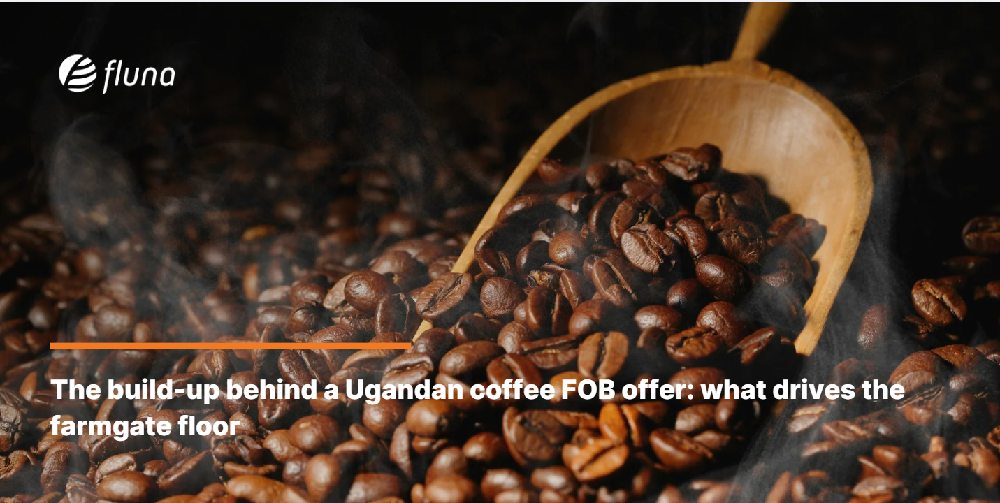 The build-up behind a Ugandan coffee FOB offer: what drives the farmgate floor