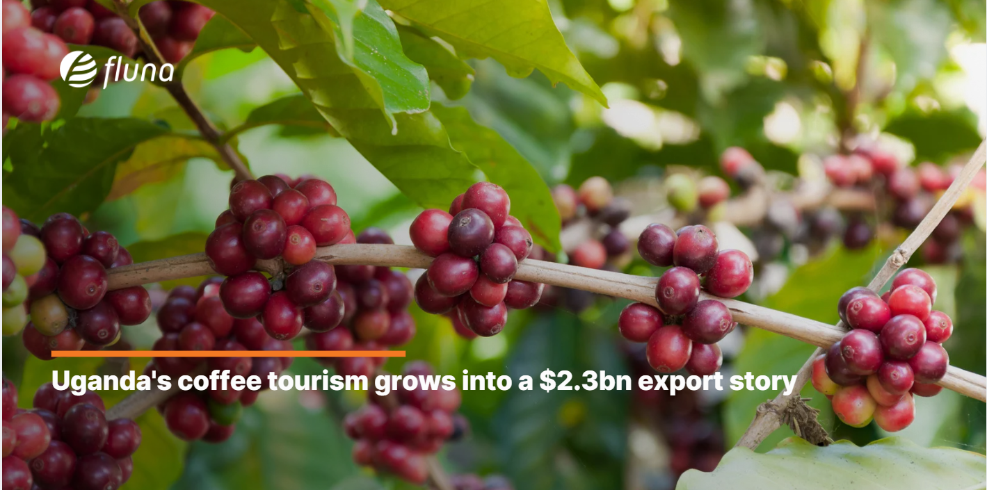 Uganda's coffee tourism grows into a $2.3bn export story